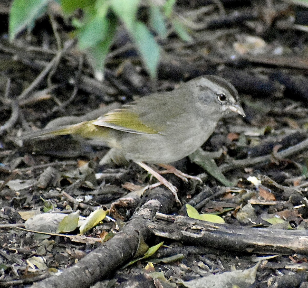 Olive Sparrow - ML647098336