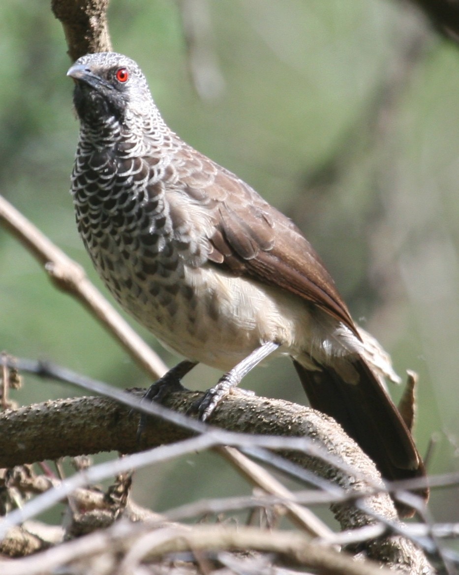 White-rumped Babbler - ML647098338