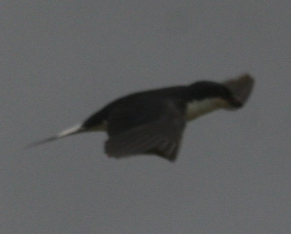 White-tailed Swallow - ML647098350