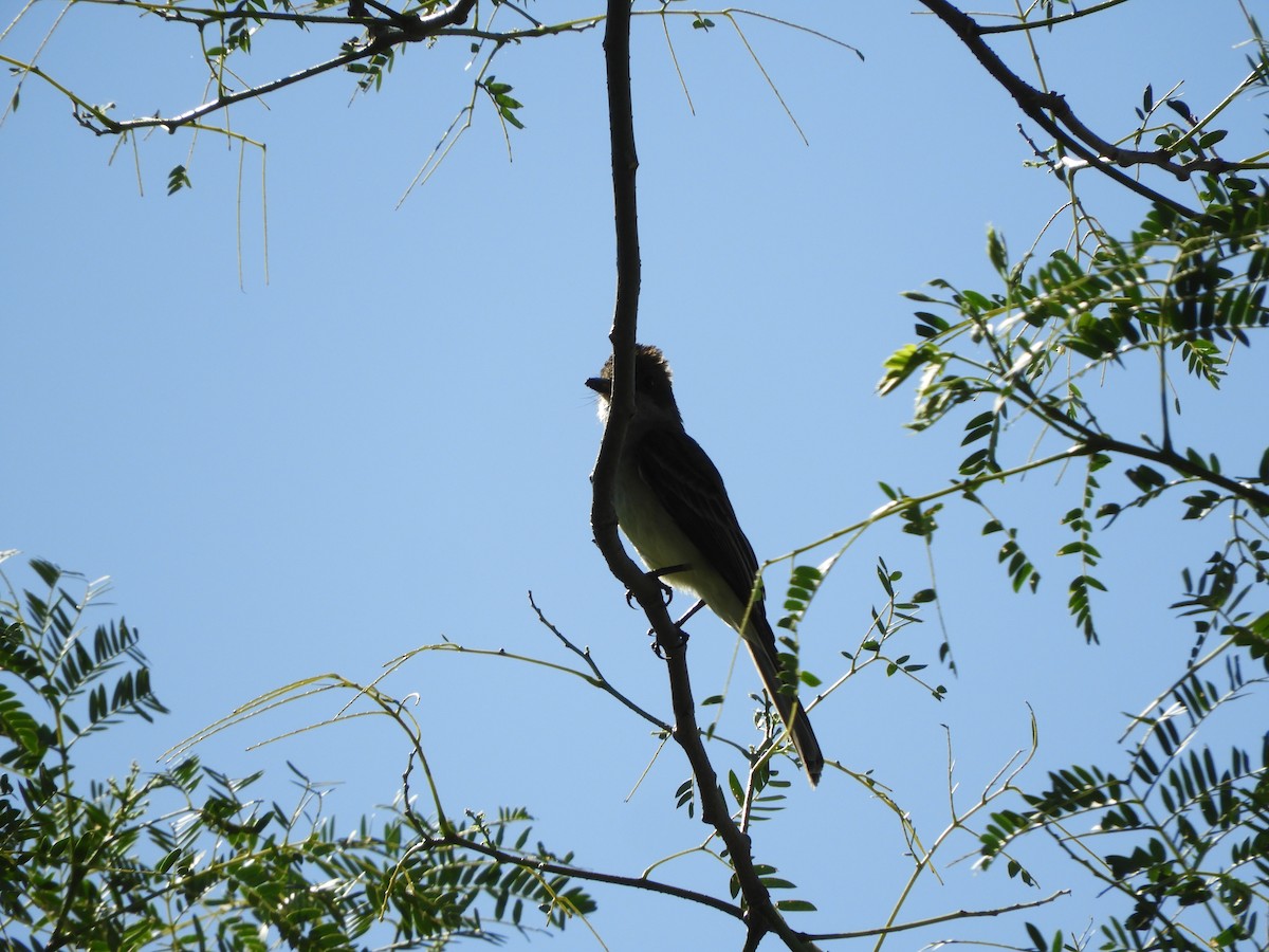 Swainson's Flycatcher - ML647098352