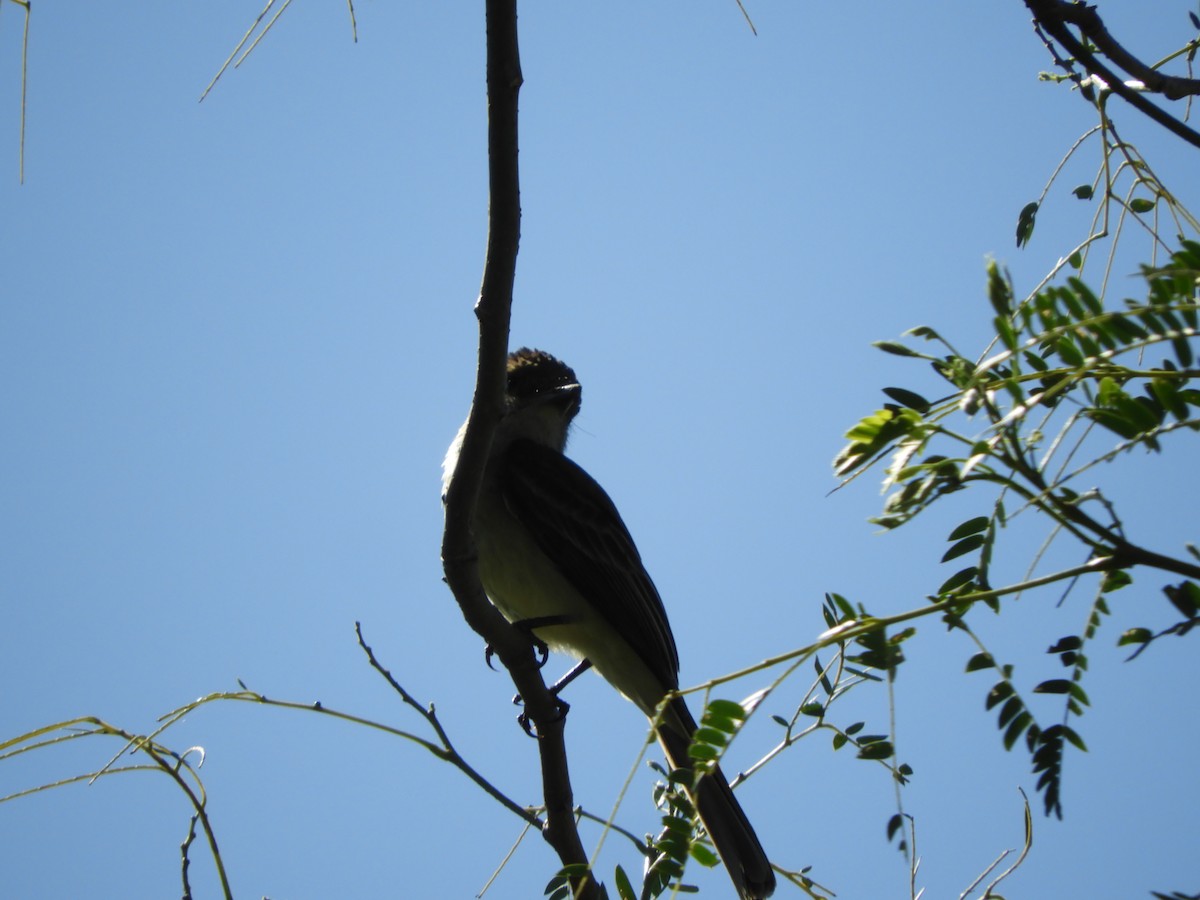 Swainson's Flycatcher - ML647098353