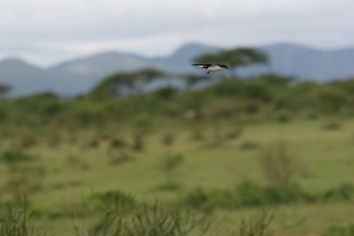 White-tailed Swallow - ML647098354