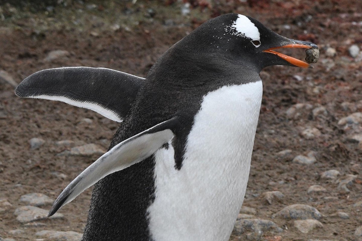 Gentoo Penguin - ML647098355
