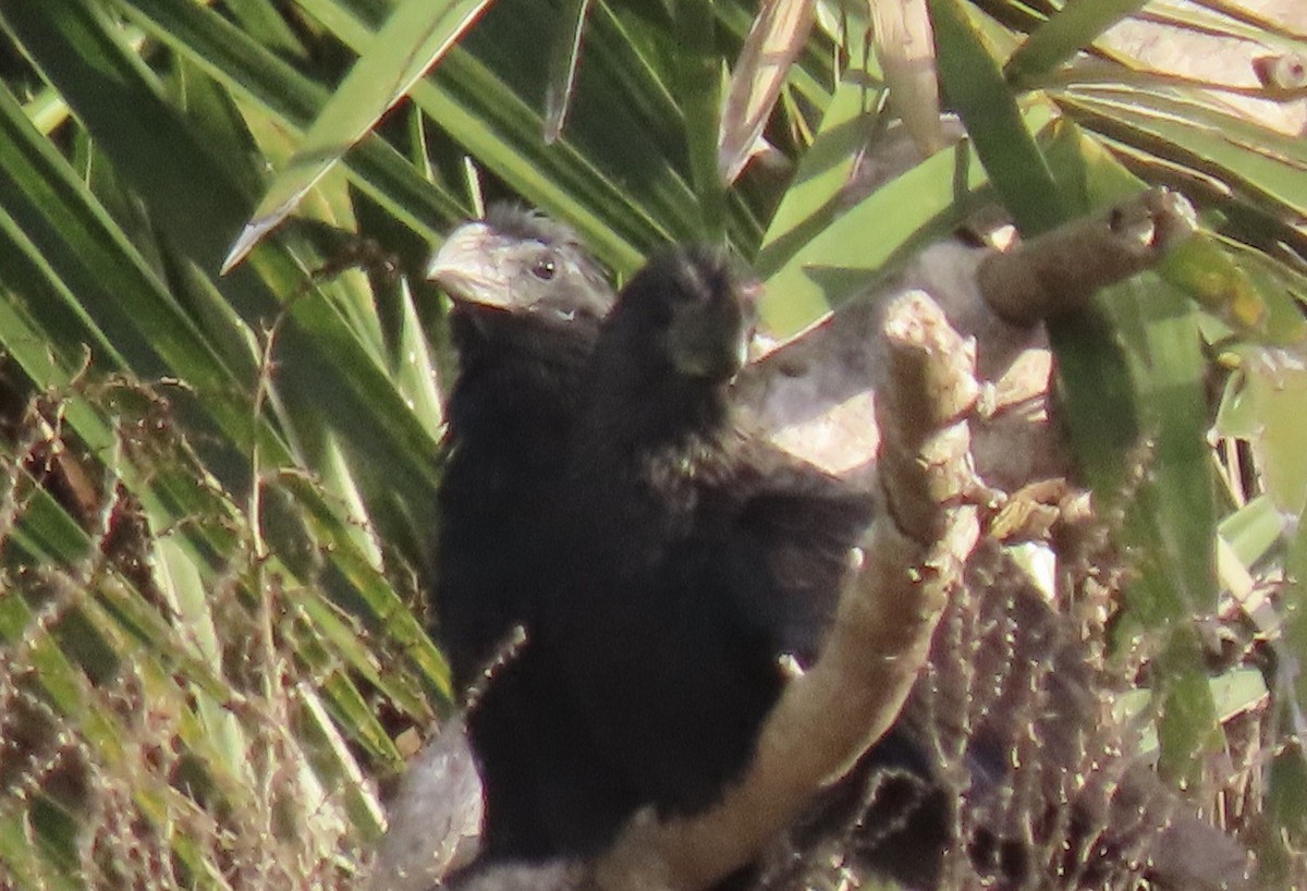 Groove-billed Ani - ML647098356