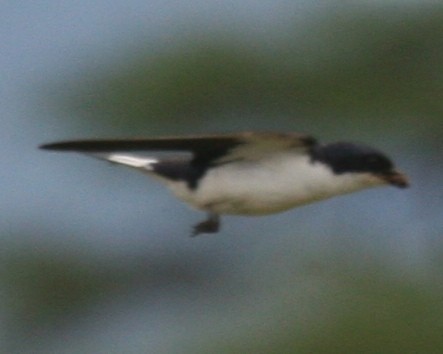 White-tailed Swallow - ML647098358
