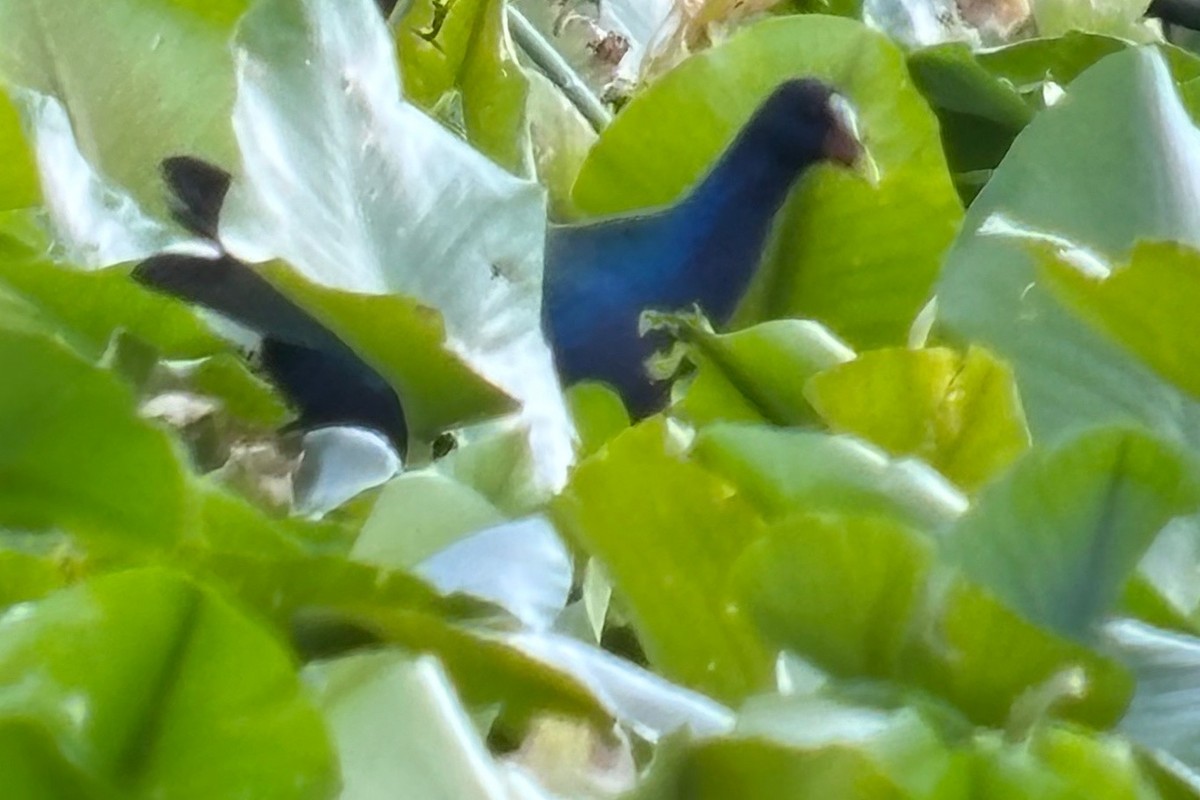 Purple Gallinule - ML647098359