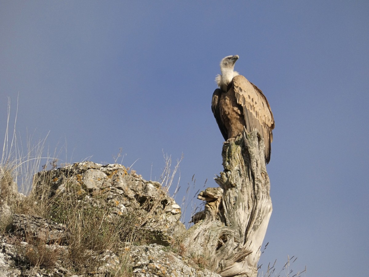 Белоголовый сип - ML647098362