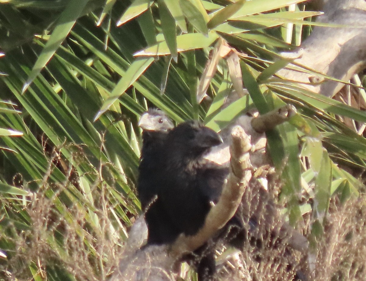 Smooth-billed Ani - ML647098377