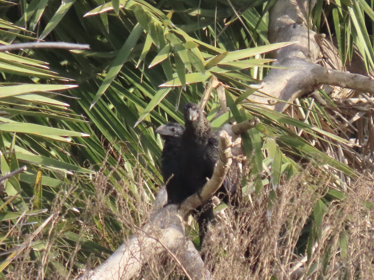 Smooth-billed Ani - ML647098378