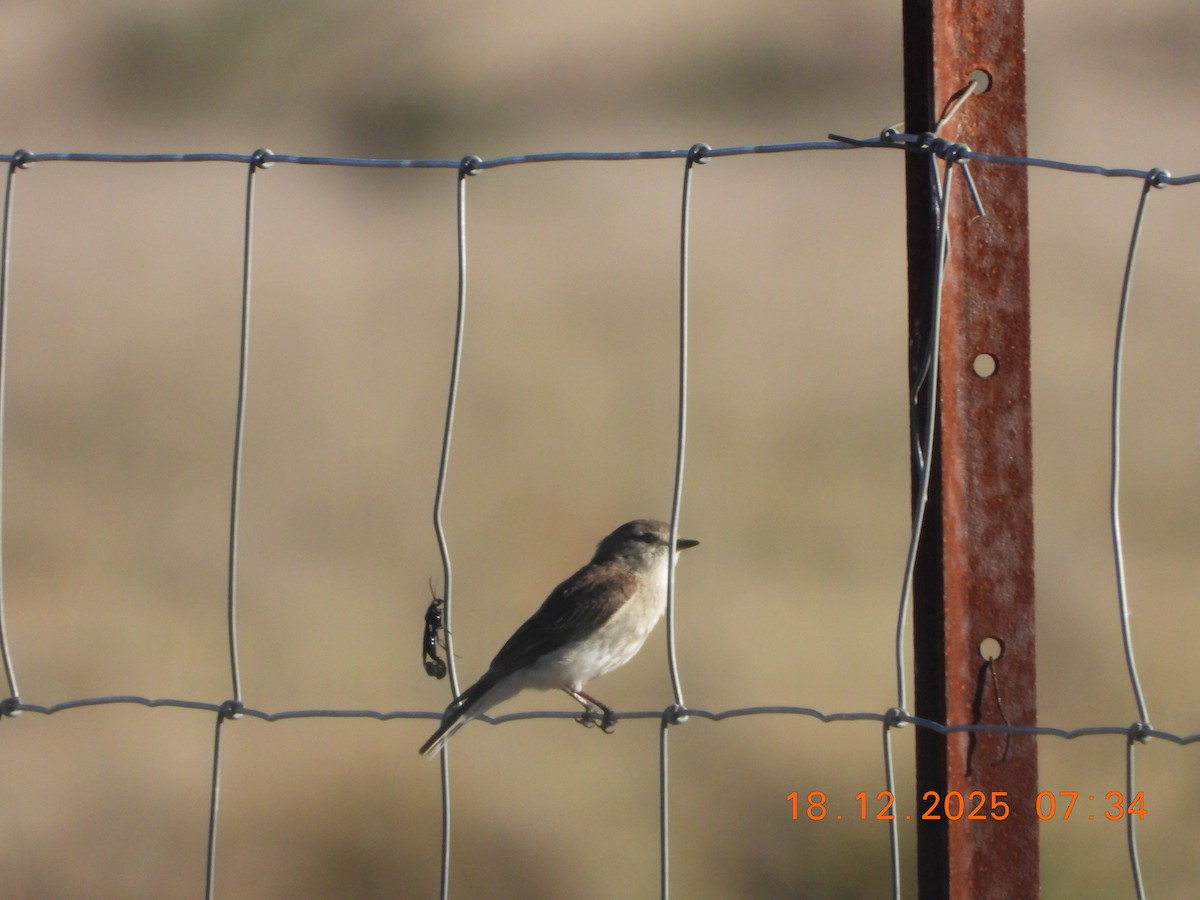 Avustalya Şakıcı Sinekkapanı - ML647098379