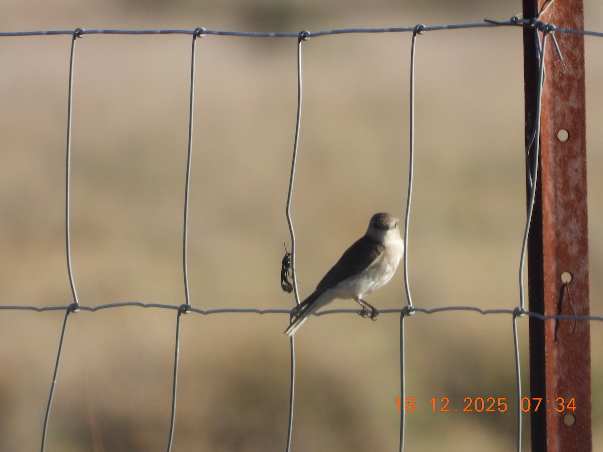 Avustalya Şakıcı Sinekkapanı - ML647098380