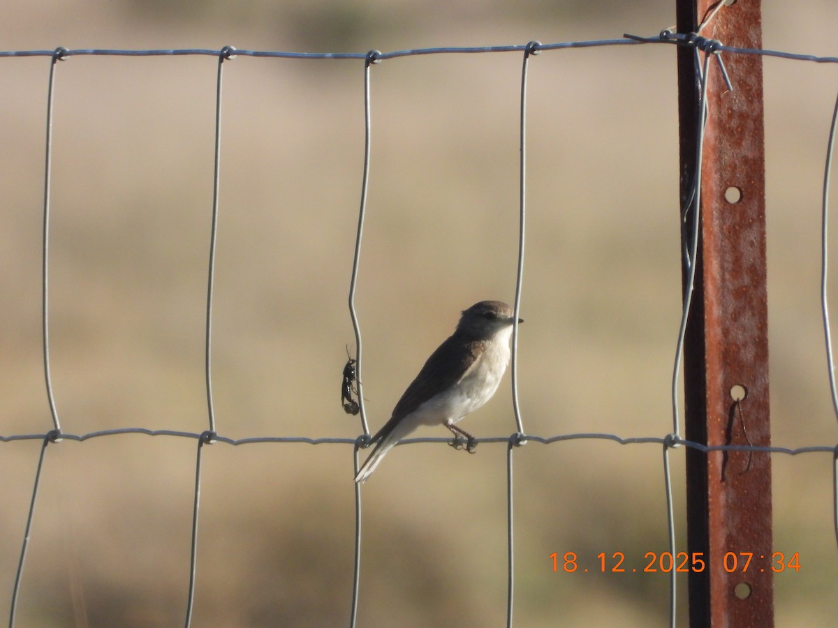 Avustalya Şakıcı Sinekkapanı - ML647098381