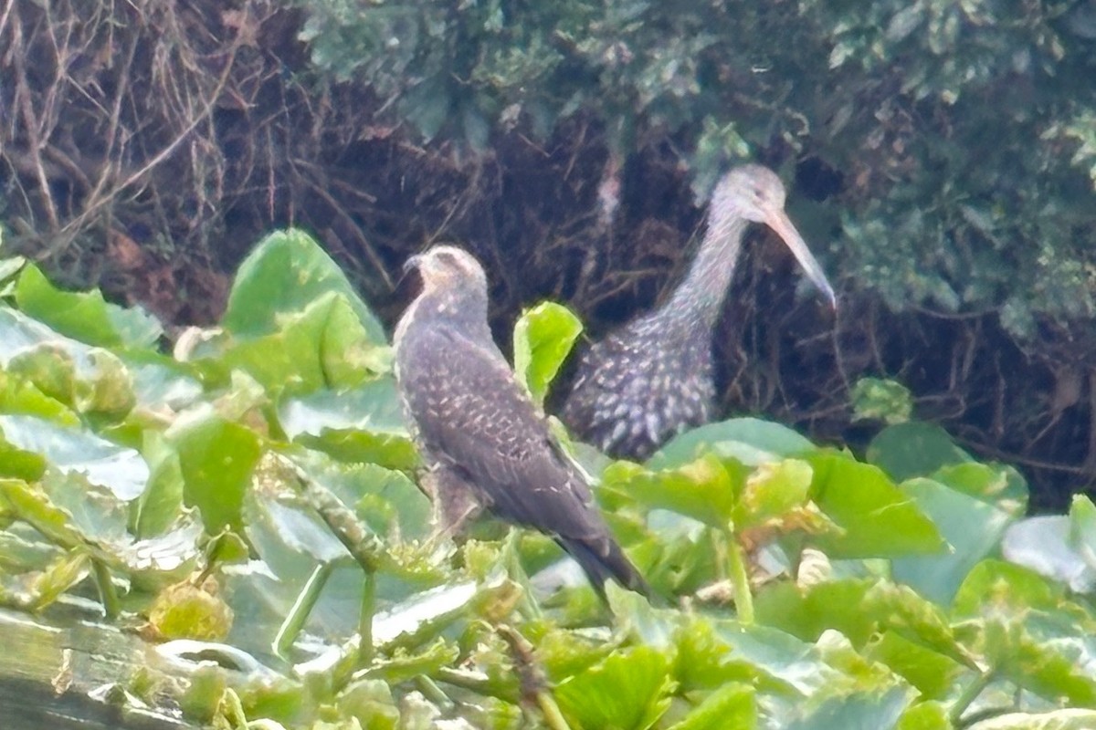 Snail Kite - ML647098382