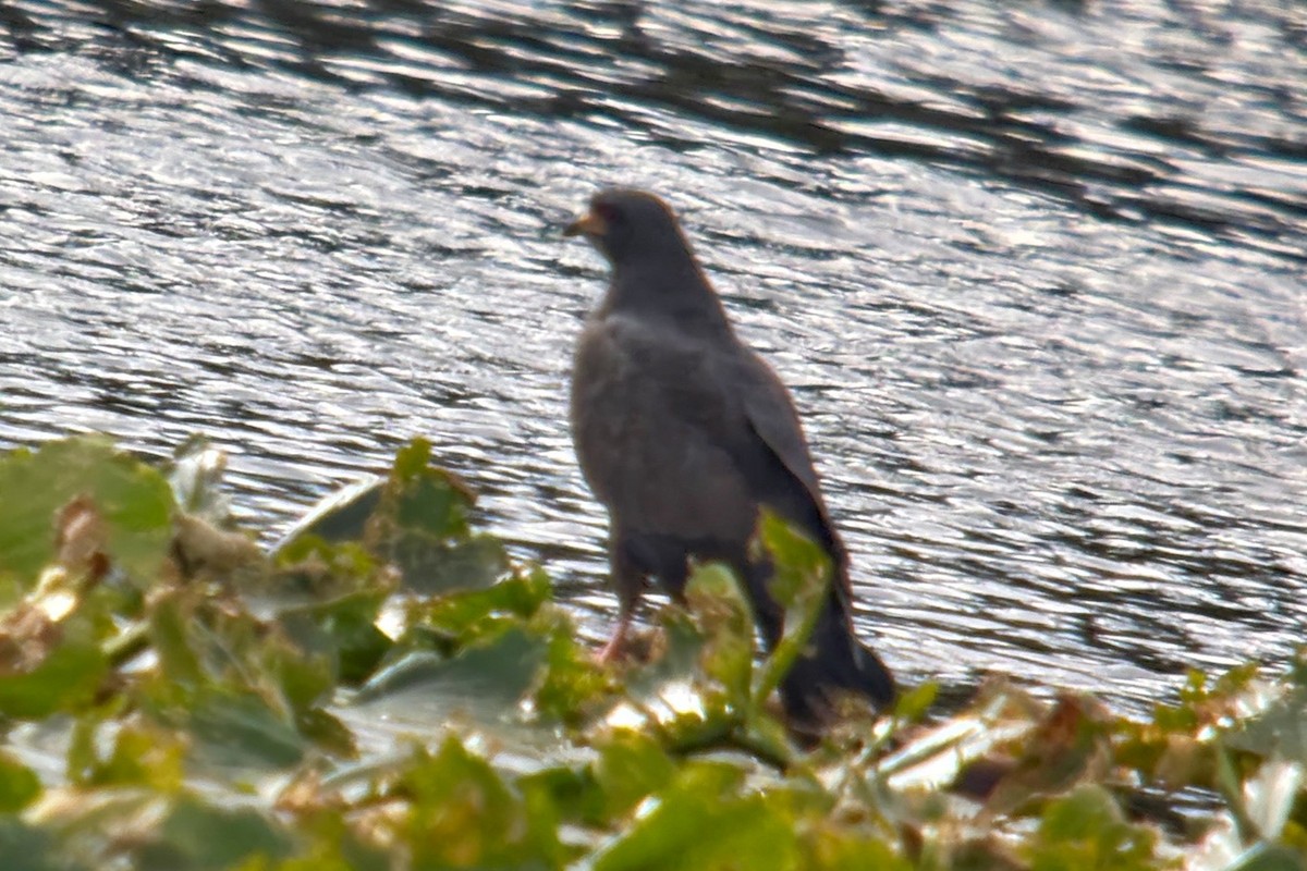 Snail Kite - ML647098383