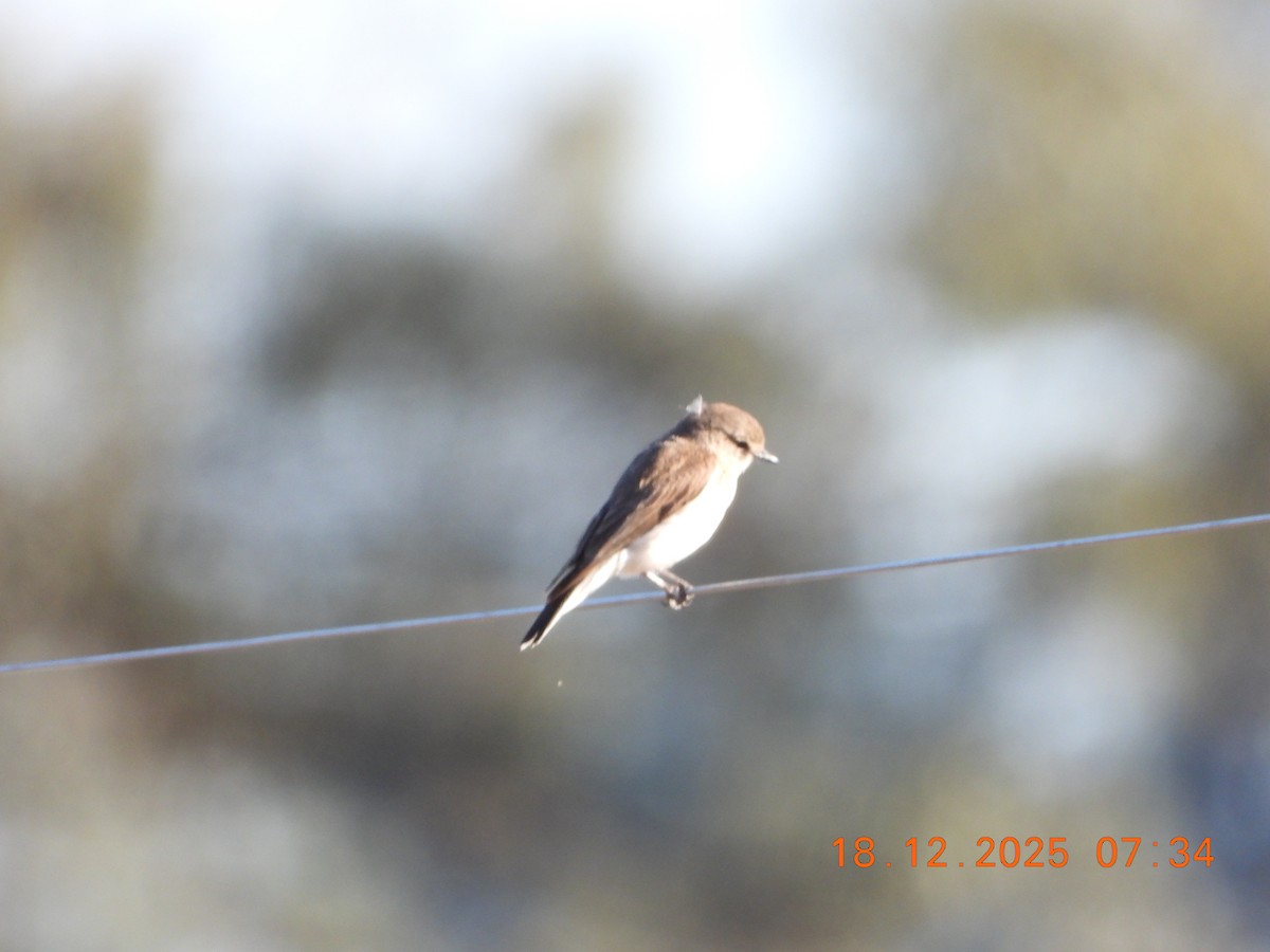 Avustalya Şakıcı Sinekkapanı - ML647098386