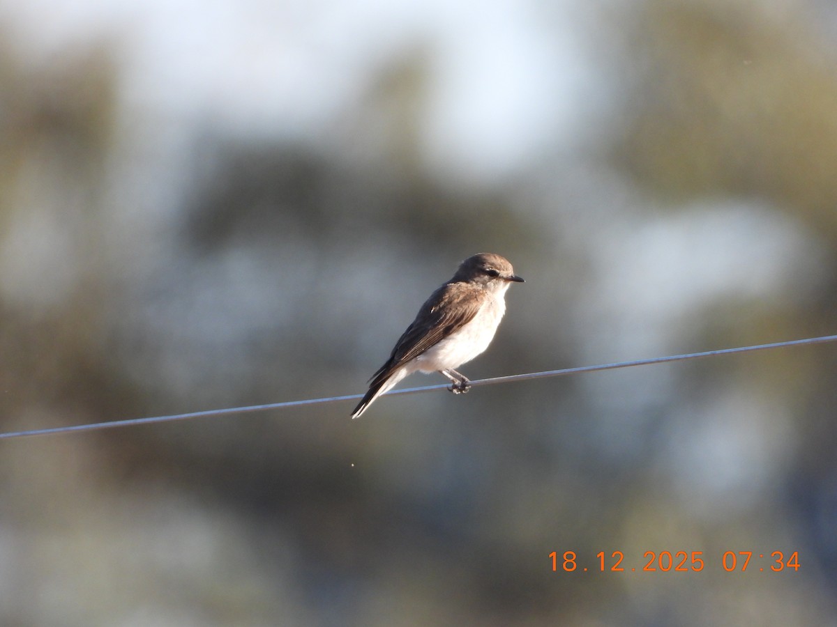 Avustalya Şakıcı Sinekkapanı - ML647098387