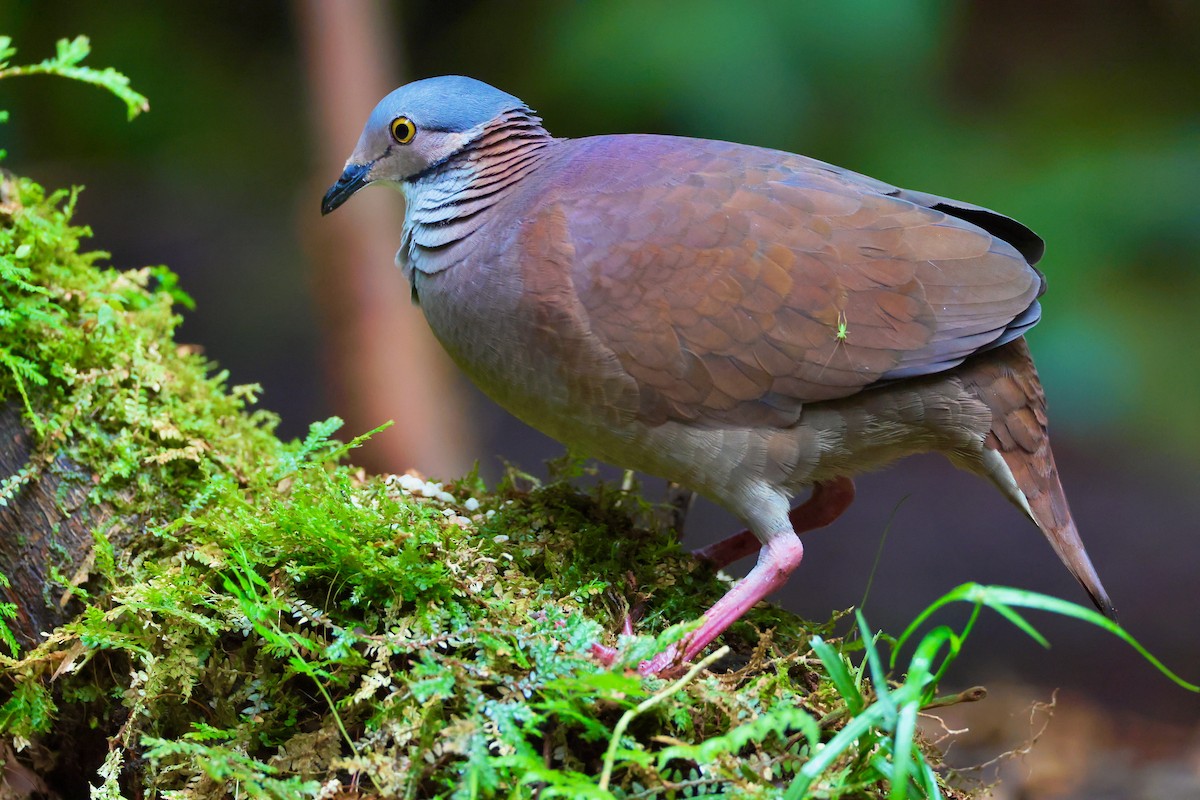 White-throated Quail-Dove - ML647098390