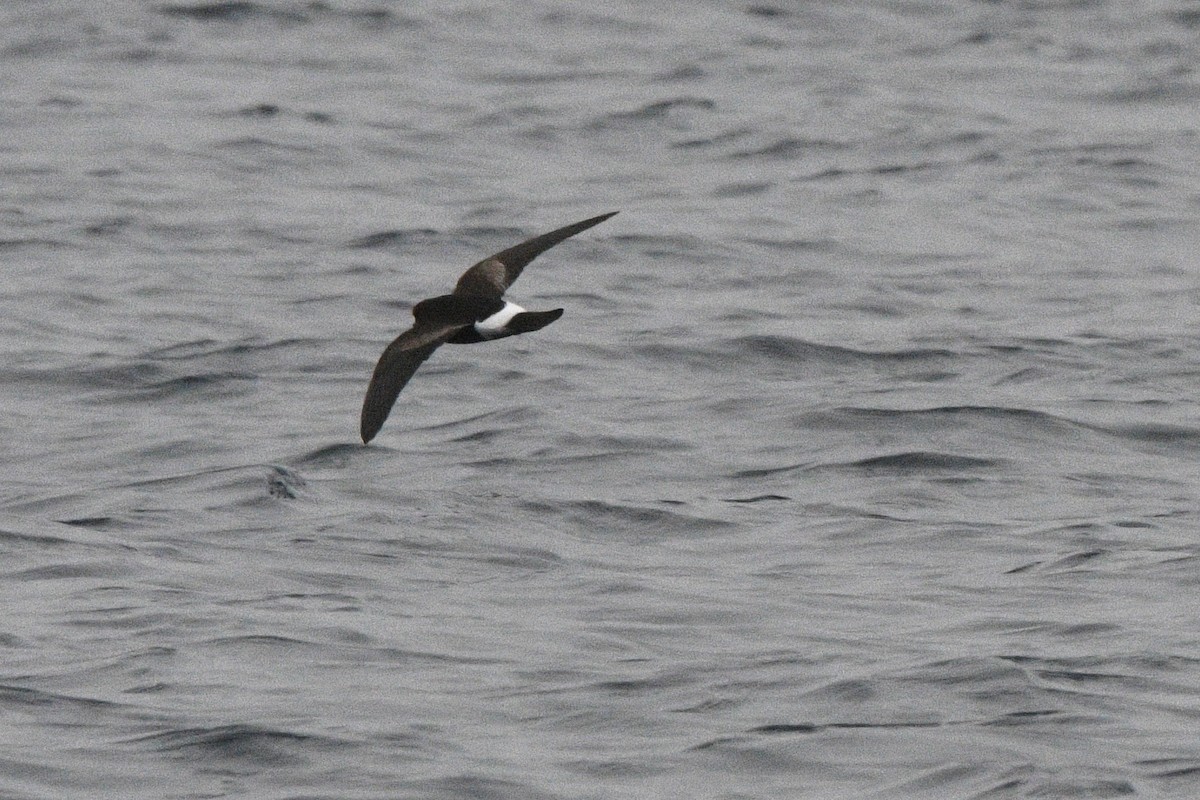 Wilson's Storm-Petrel - ML647098400