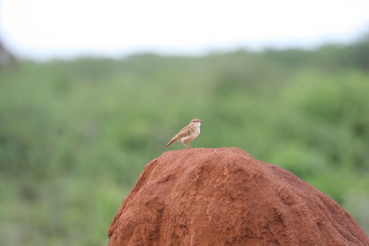 Gillett's Lark - ML647098409