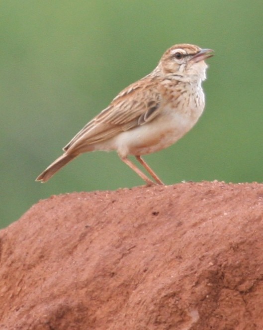 Gillett's Lark - ML647098411