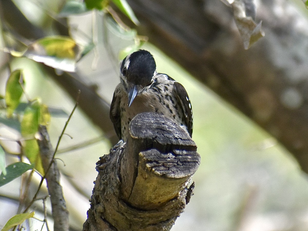 Ladder-backed Woodpecker - ML647098424