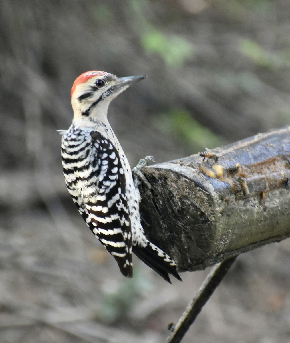 Ladder-backed Woodpecker - ML647098425