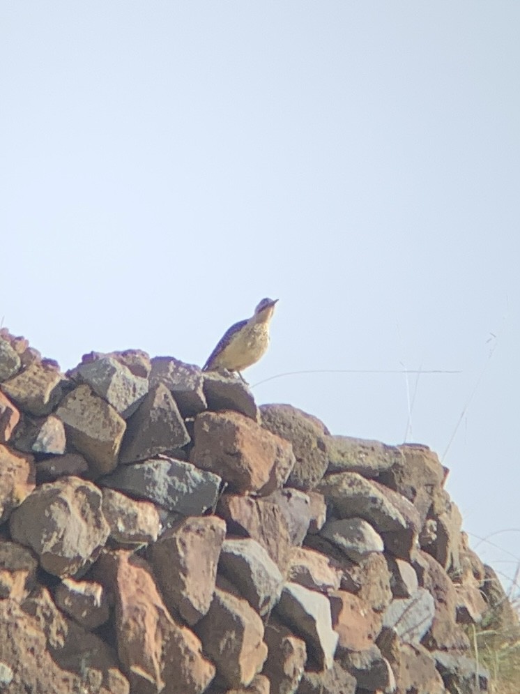 spydmarkspett - ML647098431