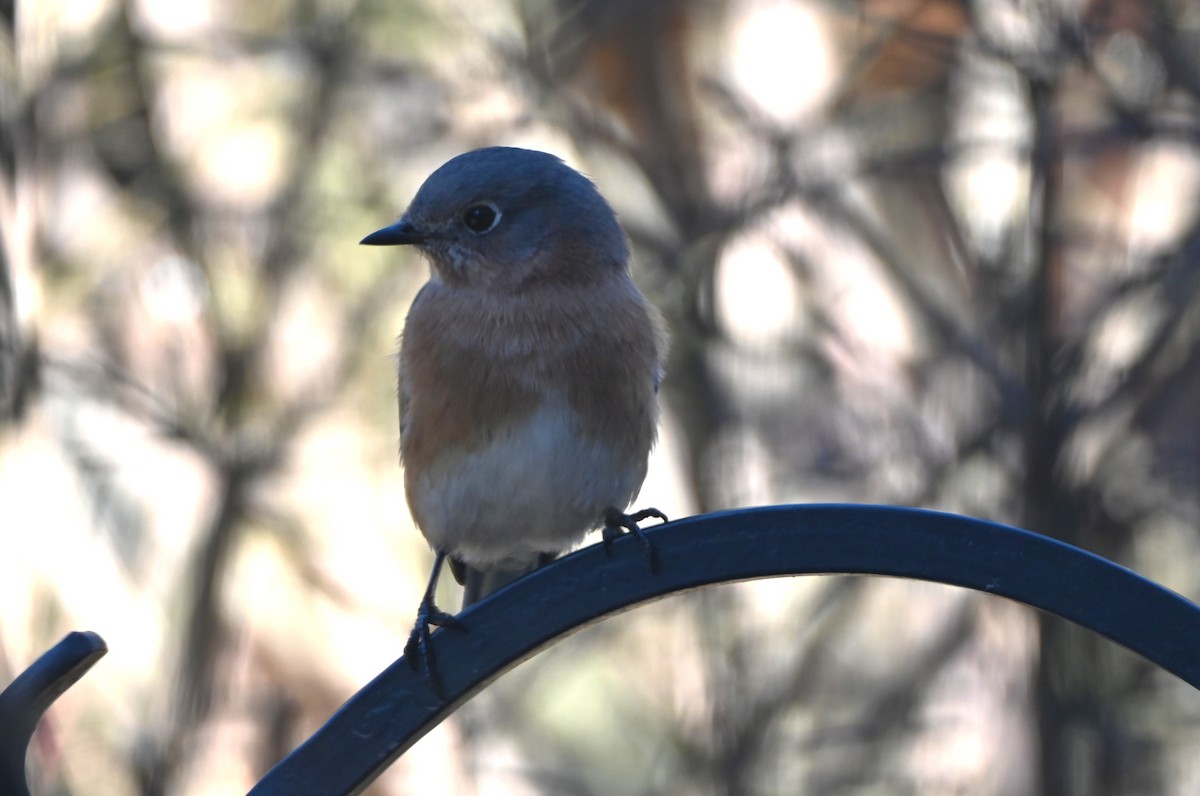 Eastern Bluebird - ML647098436