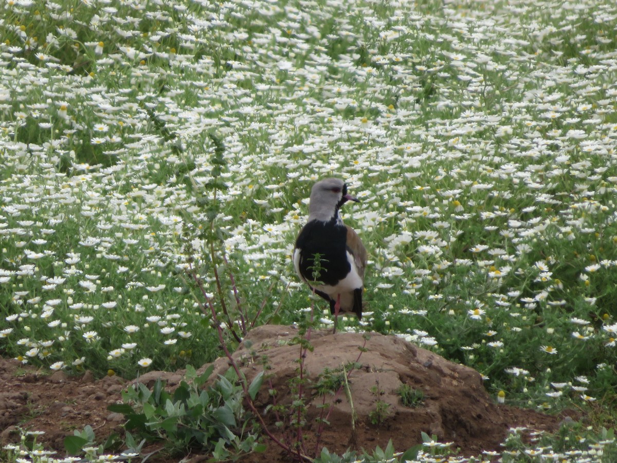 Vanneau téro - ML647098440