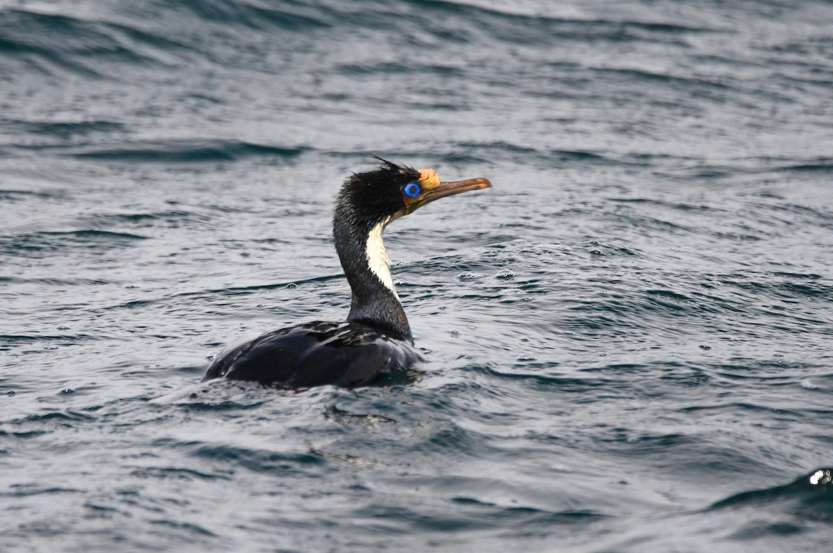 Imperial Cormorant - ML647098444