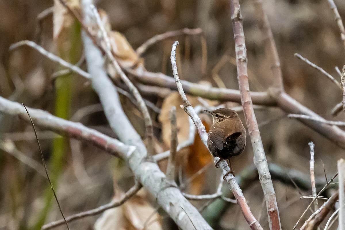 Winter Wren - ML647098445