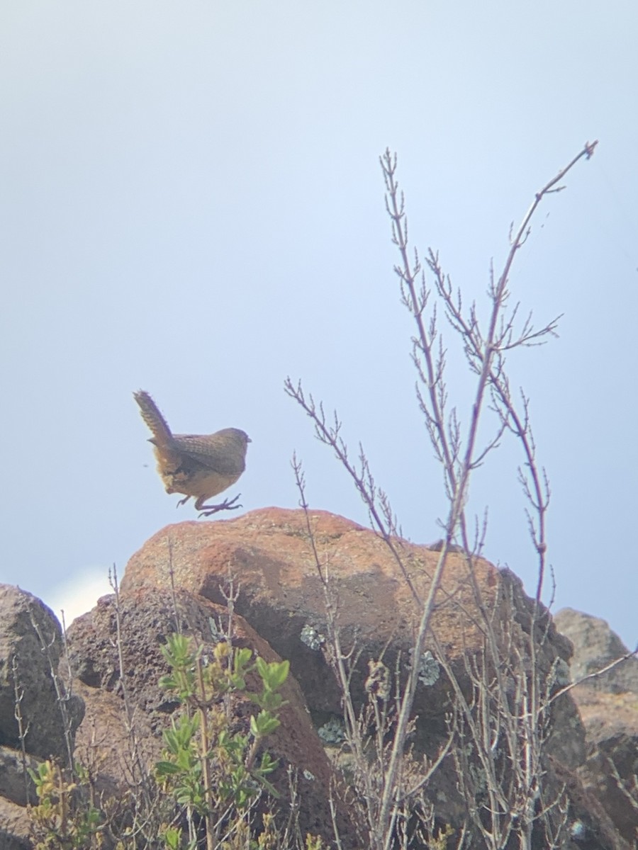 Southern House Wren - ML647098447