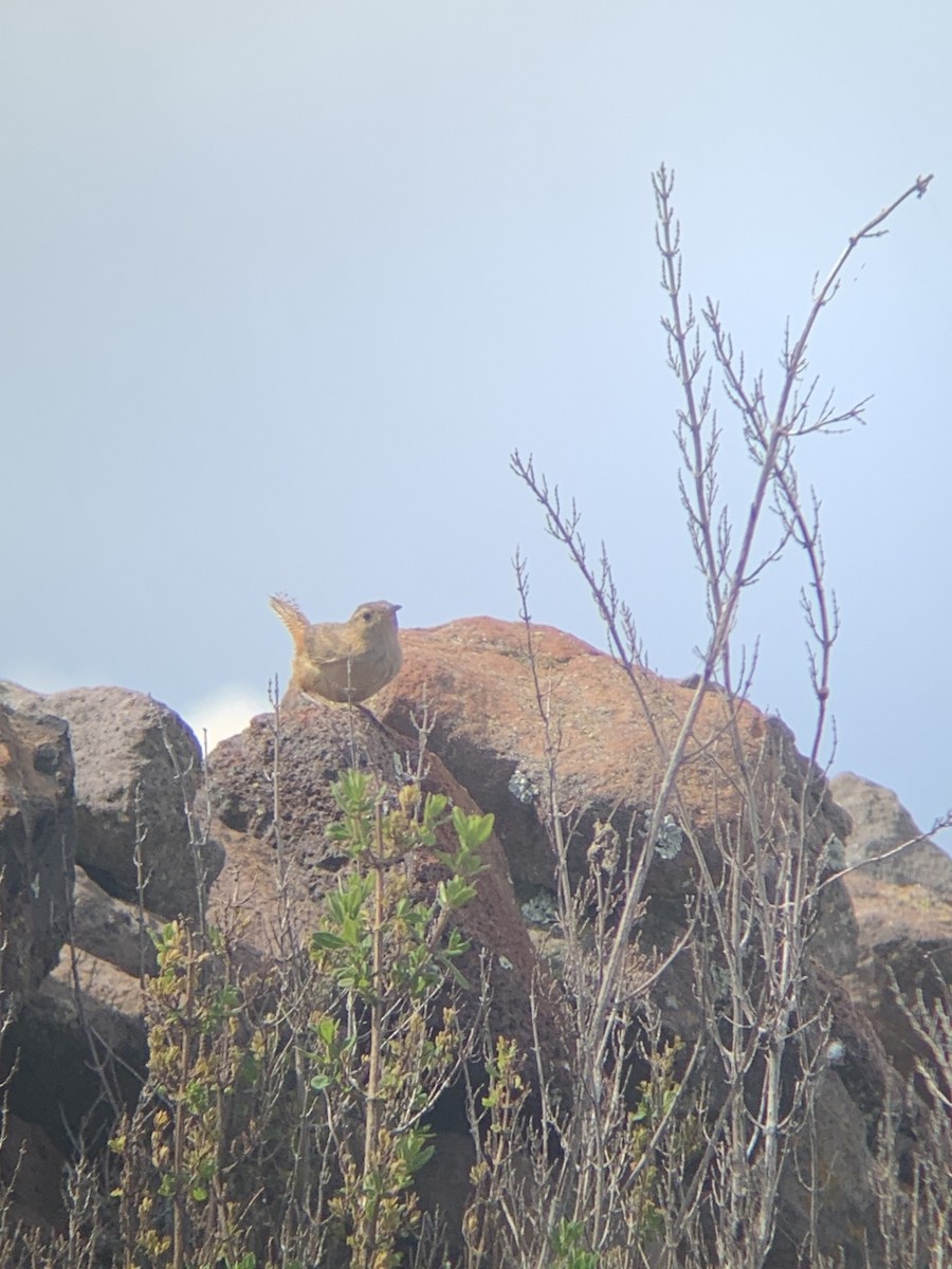 Southern House Wren - ML647098448