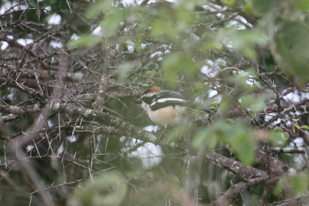 Red-naped Bushshrike - ML647098451
