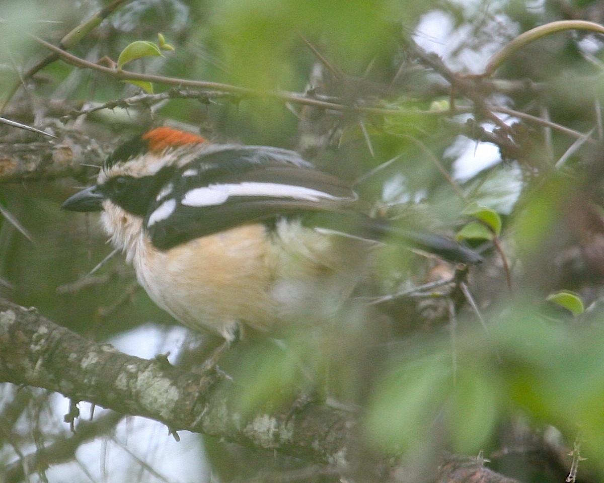 Red-naped Bushshrike - ML647098453