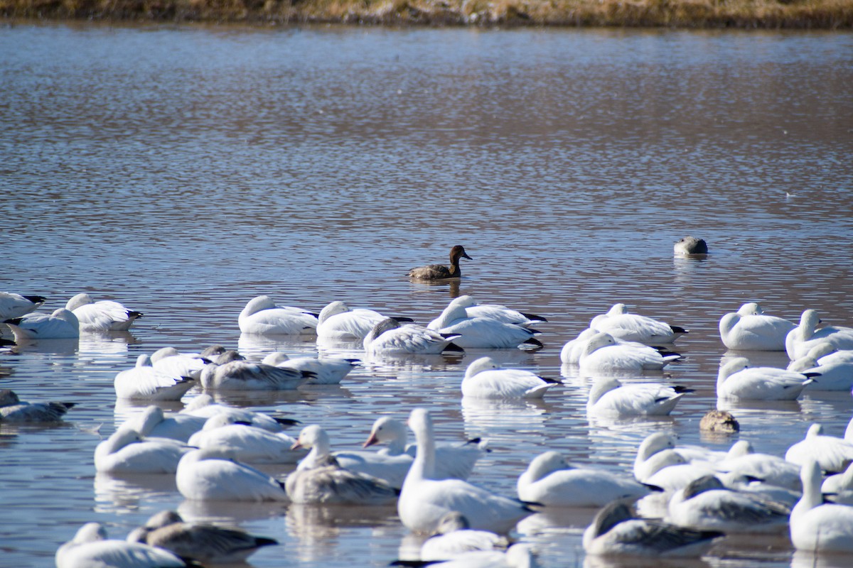 Redhead - ML647098456