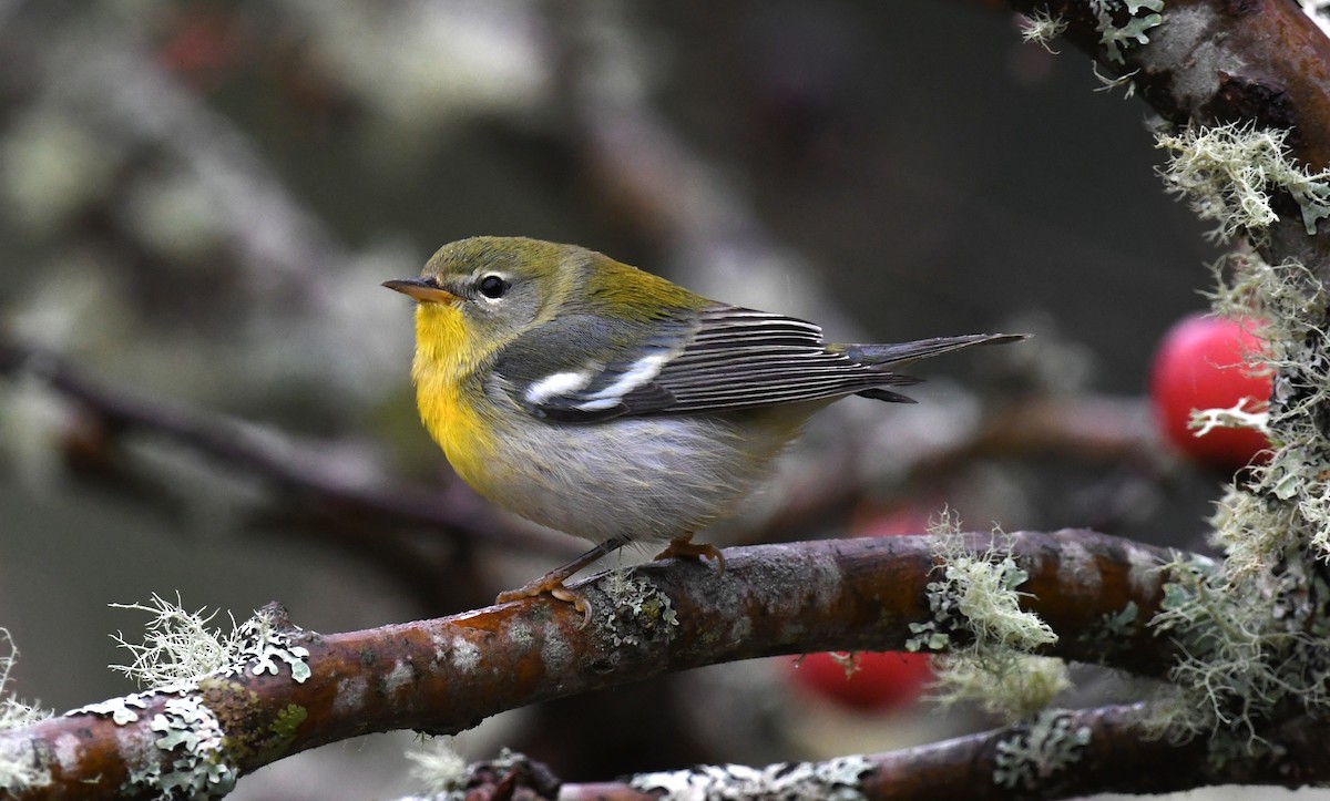 Northern Parula - ML647098462