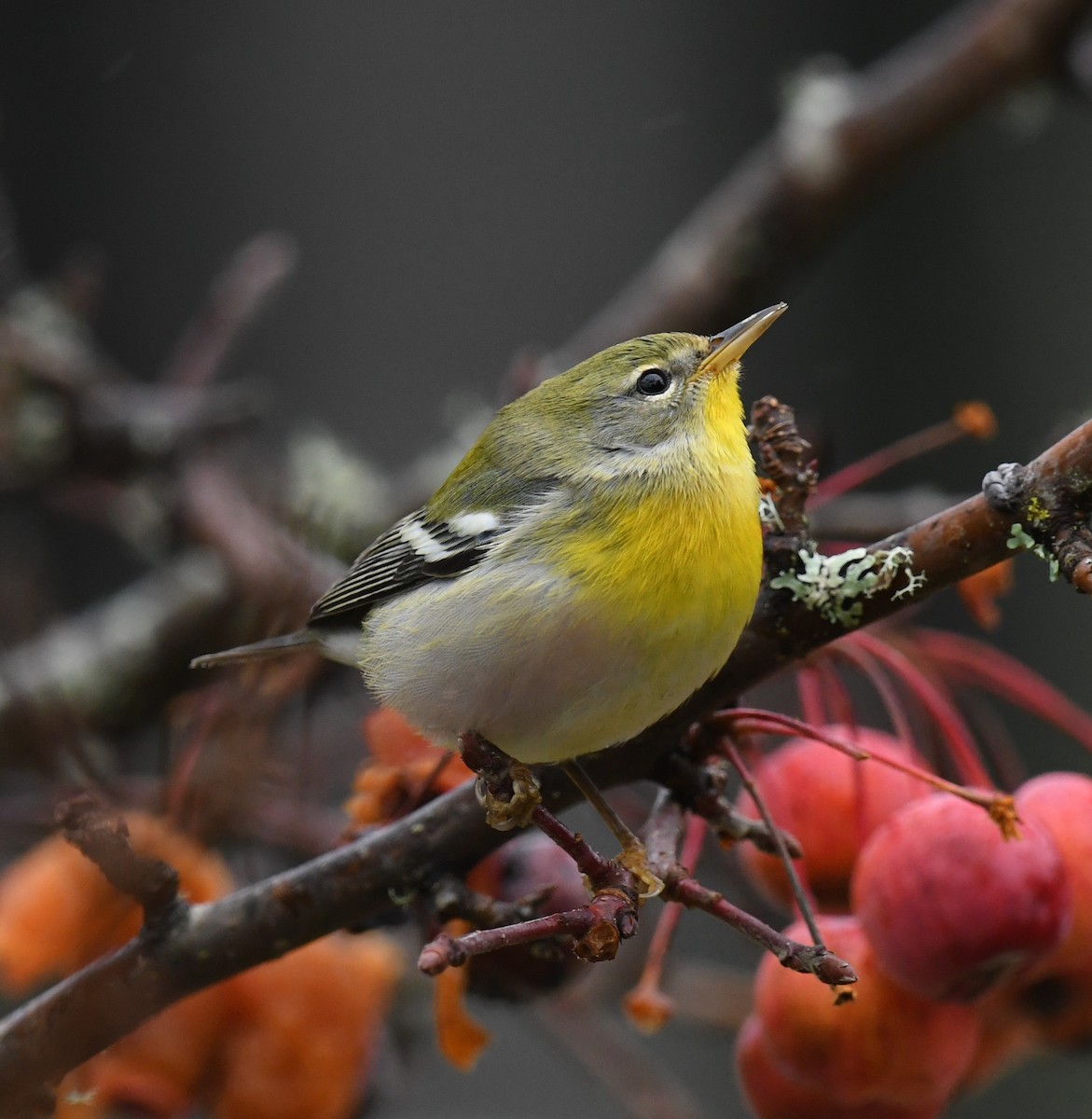 Northern Parula - ML647098478