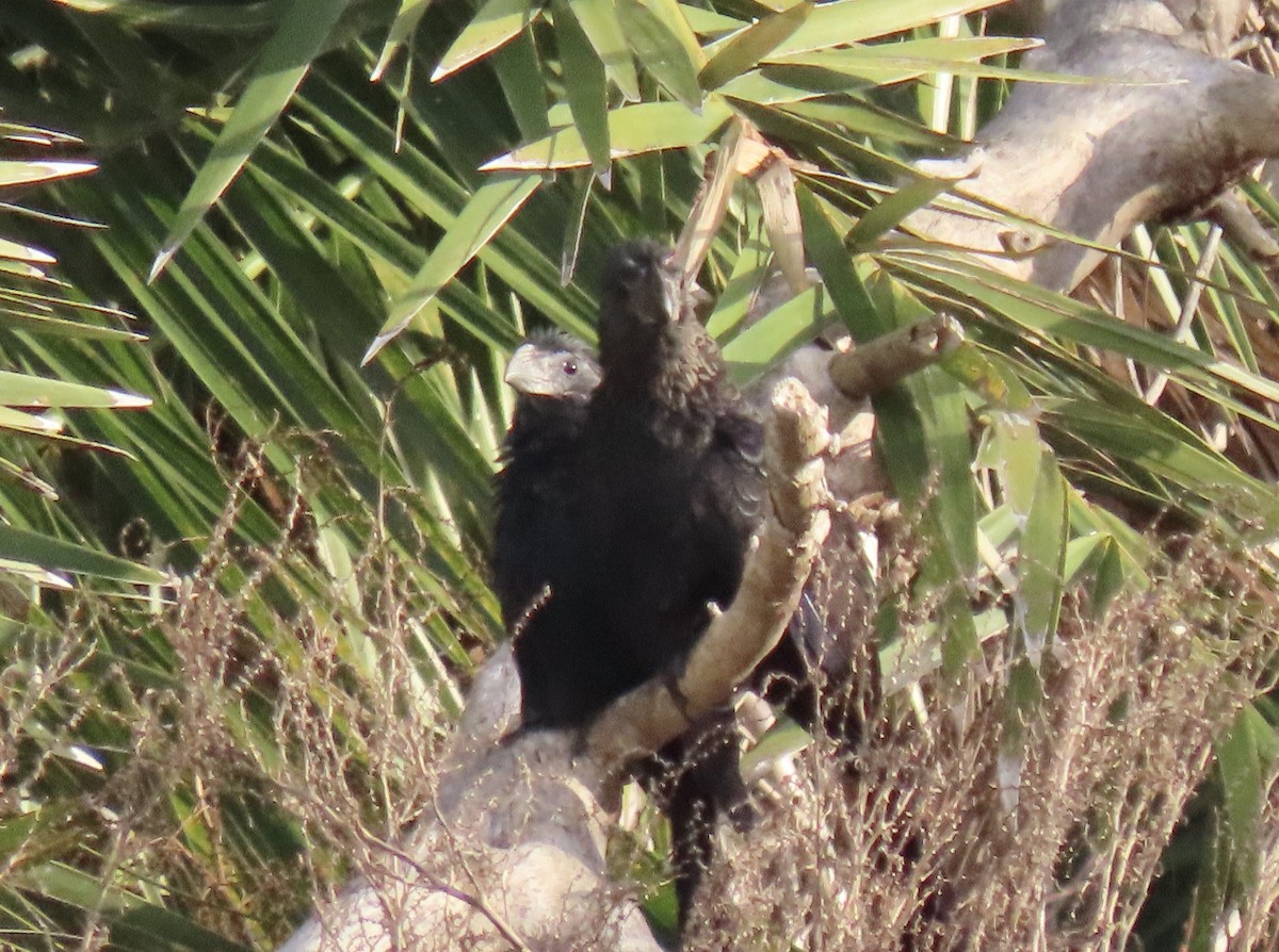 Smooth-billed Ani - ML647098479