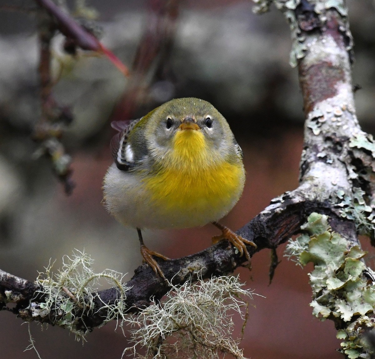 Northern Parula - ML647098484