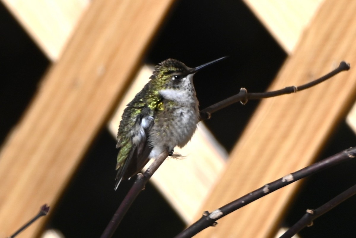 Ruby-throated Hummingbird - ML647098485