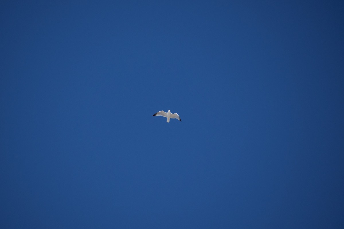 Ring-billed Gull - ML647098488