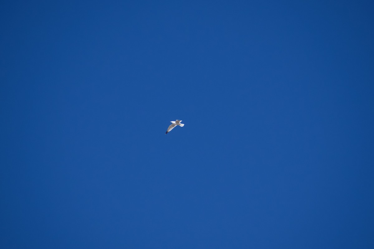 Ring-billed Gull - ML647098489