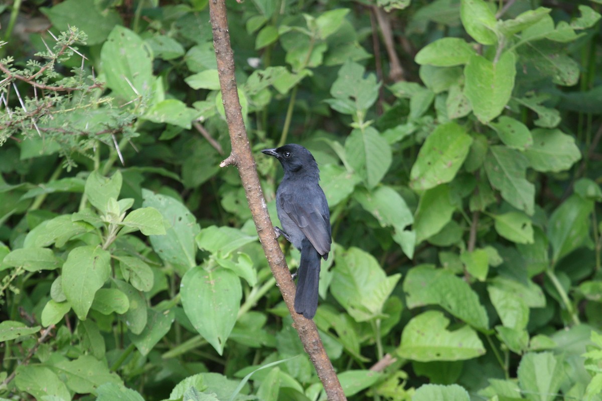 Slate-colored Boubou - ML647098490