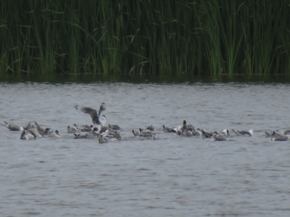 Mouette de Franklin - ML647098491