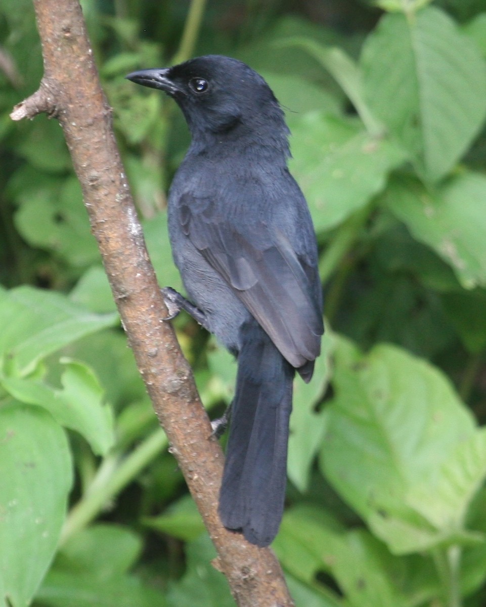 Slate-colored Boubou - ML647098492