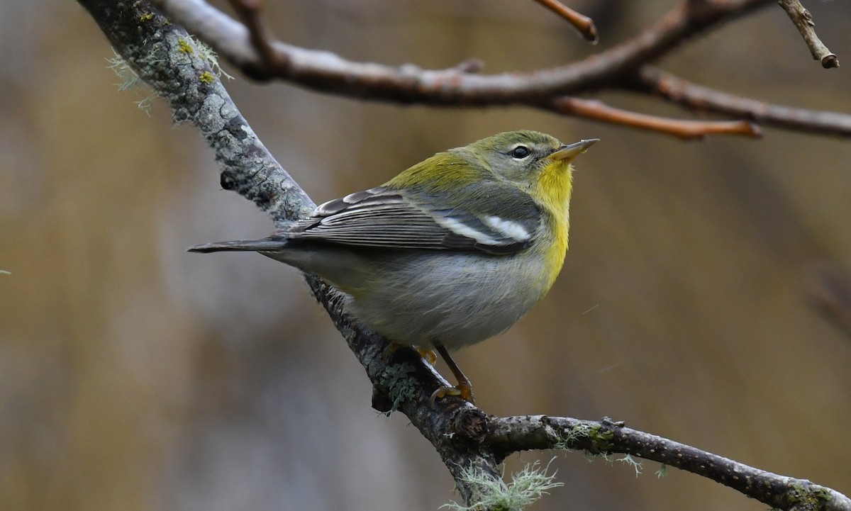 Northern Parula - ML647098493