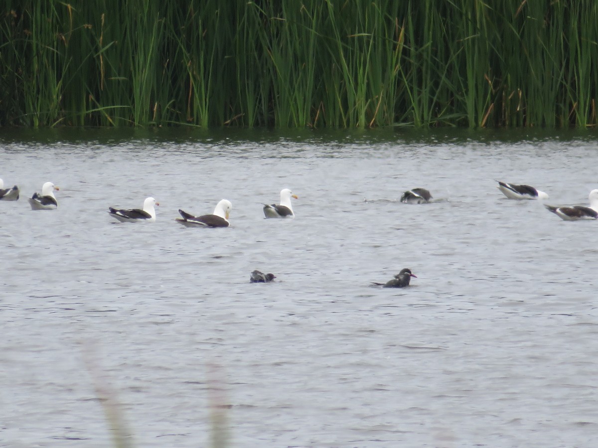 Goéland dominicain - ML647098494