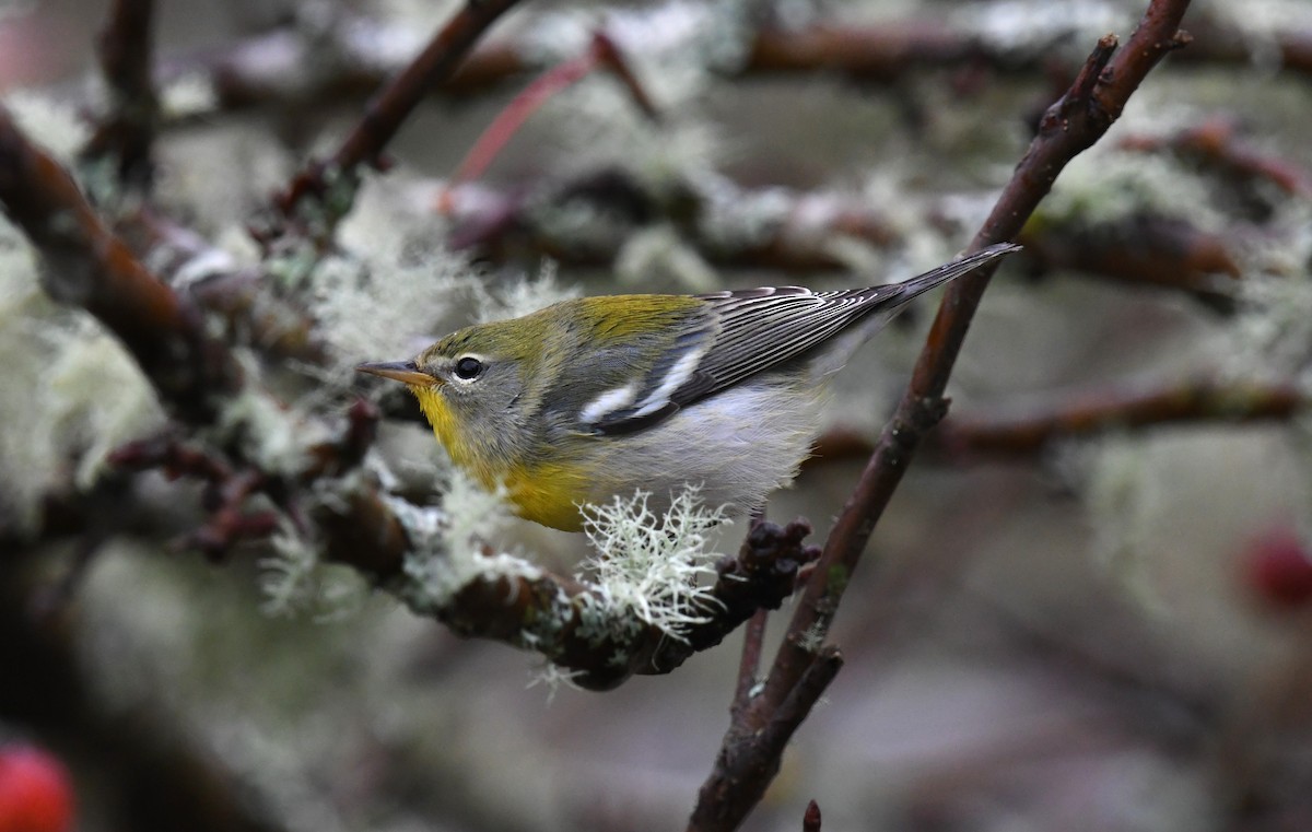 Northern Parula - ML647098495