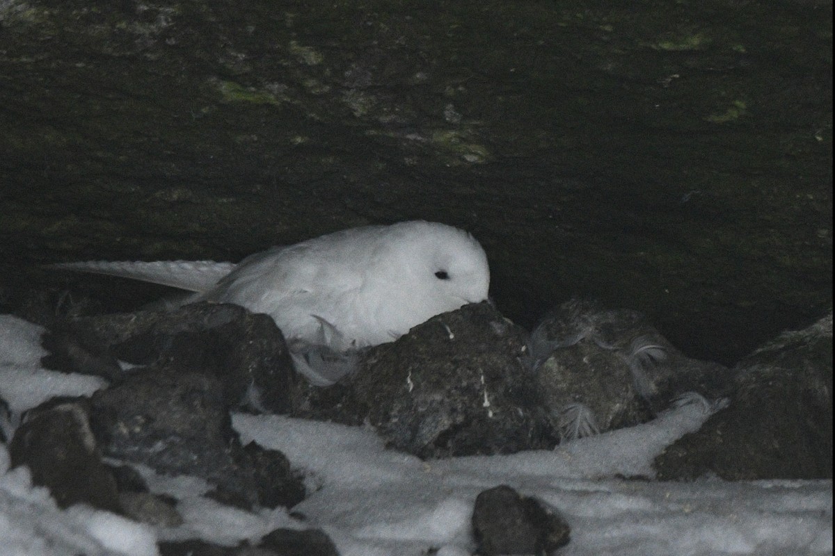 Snow Petrel - ML647098496